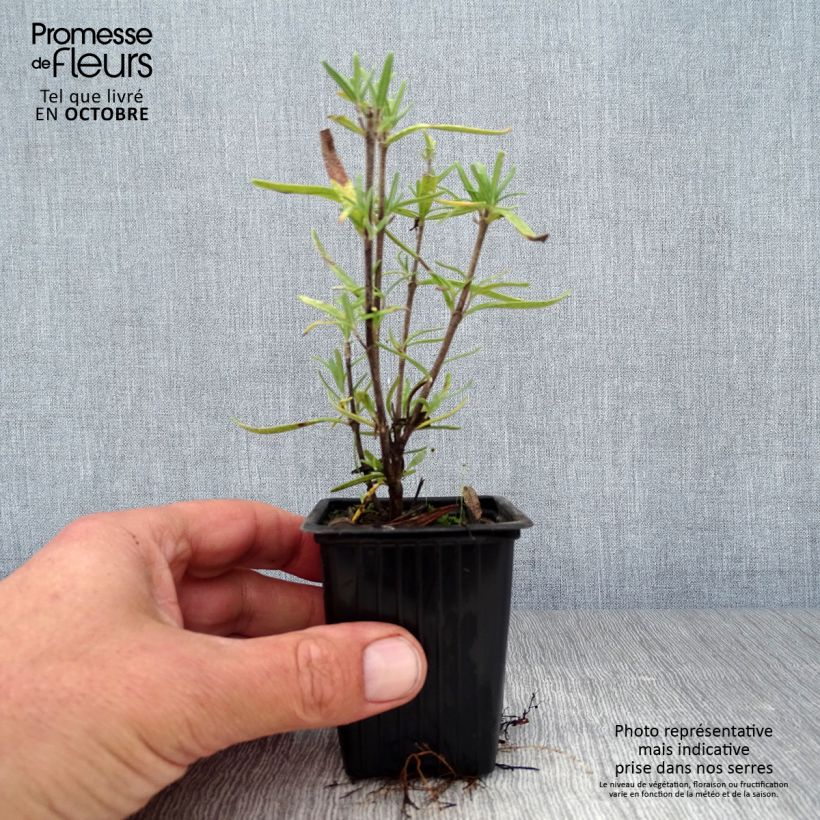 Exemplar von Rosmarin - Rosmarinus officinalis Kleine Töpfe von 7/8 cm wie im Herbst geliefert