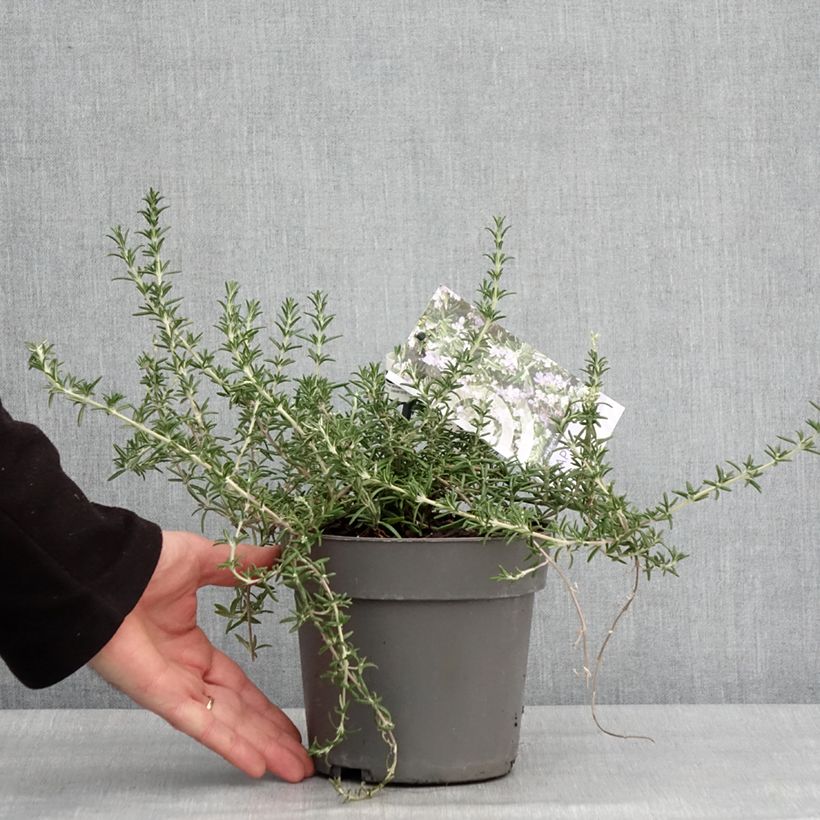 Exemplar von Rosmarin 'Capri' - Salvia rosmarinus Topf mit 2L/3L wie im Winter geliefert