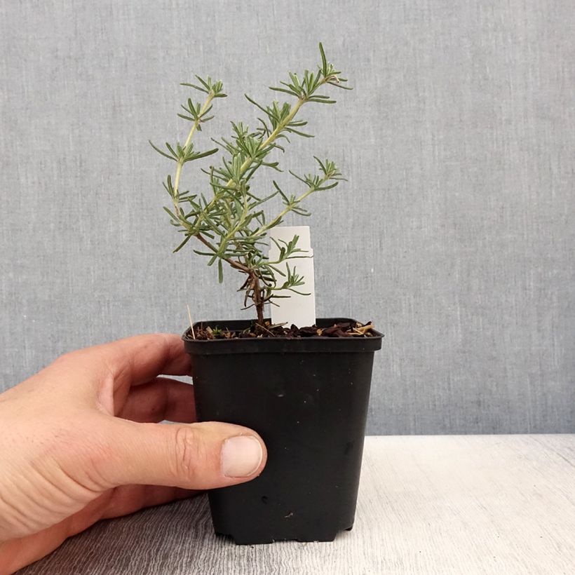 Exemplar von Rosmarin Majorca Pink - Rosmarinus officinalis Kleine Töpfe von 8/9 cm wie im Frühjahr geliefert