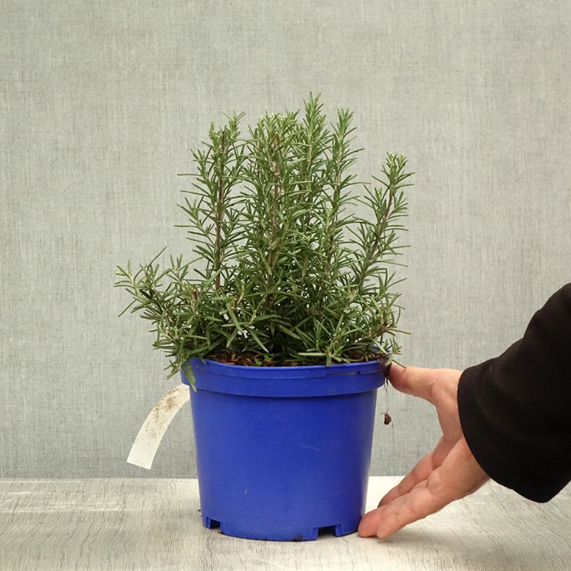 Exemplar von Rosmarin Tuscan Blue - Rosmarinus officinalis Topf mit 3L/4L wie im Herbst geliefert