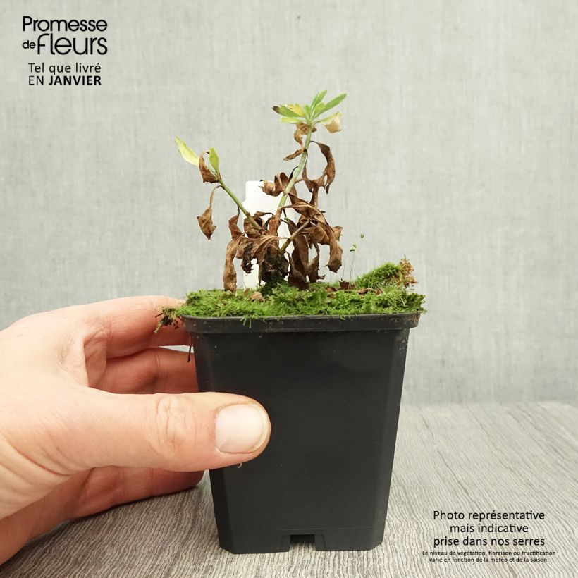 Exemplar von Romneya coulteri - Baummohn Kleine Töpfe von 8/9 cm wie im Winter geliefert