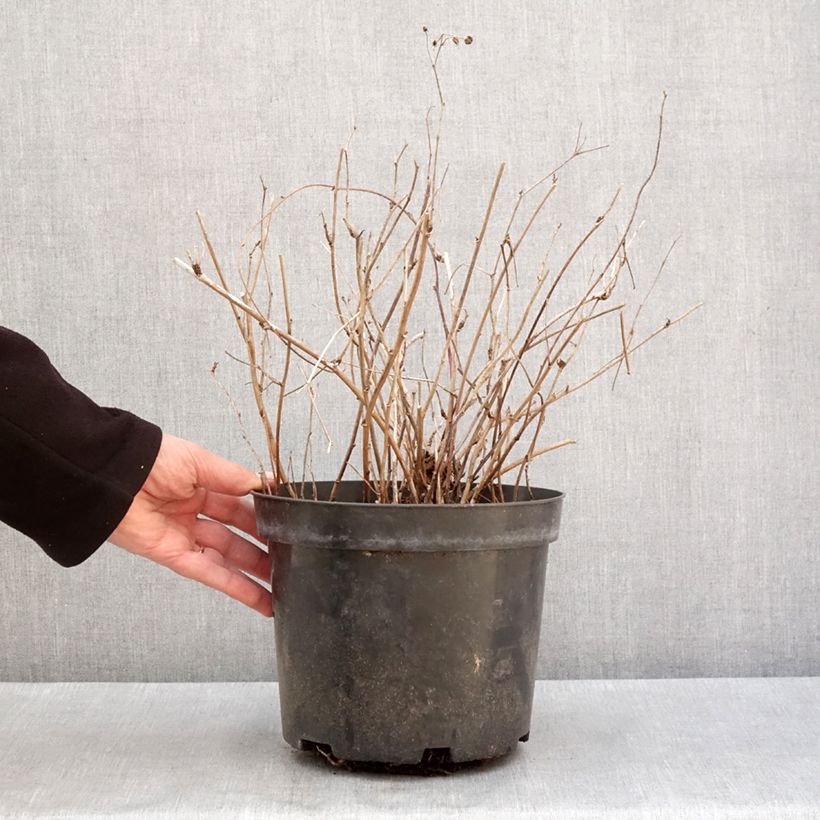 Exemplar von Rubus caesius - Kratzbeere Topf mit 4L/5L, Strauch/Busch, mehrstämmig wie im Winter geliefert