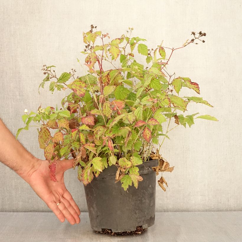 Exemplar von Rubus caesius - Kratzbeere Topf mit 4L/5L, Strauch/Busch, mehrstämmig wie im Sommer geliefert