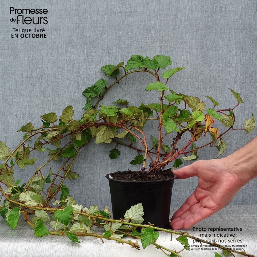 Exemplar von Rubus tricolor - Dreifarbige Brombeere Topf mit 1L/1,5L wie im Herbst geliefert