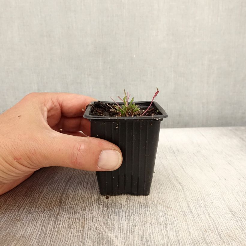 Exemplar von Raukenähnlicher Doppelsame Bio - Diplotaxis erucoides Kleine Töpfe von 8/9 cm wie im Herbst geliefert
