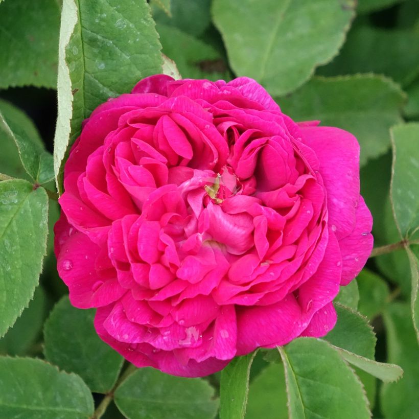 Rosa Rose de Rescht - Historische Rose (Blüte)