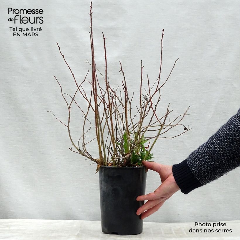 Exemplar von Rosa nitida - Glänz-Rose Topf mit 2L/3L wie im Winter geliefert