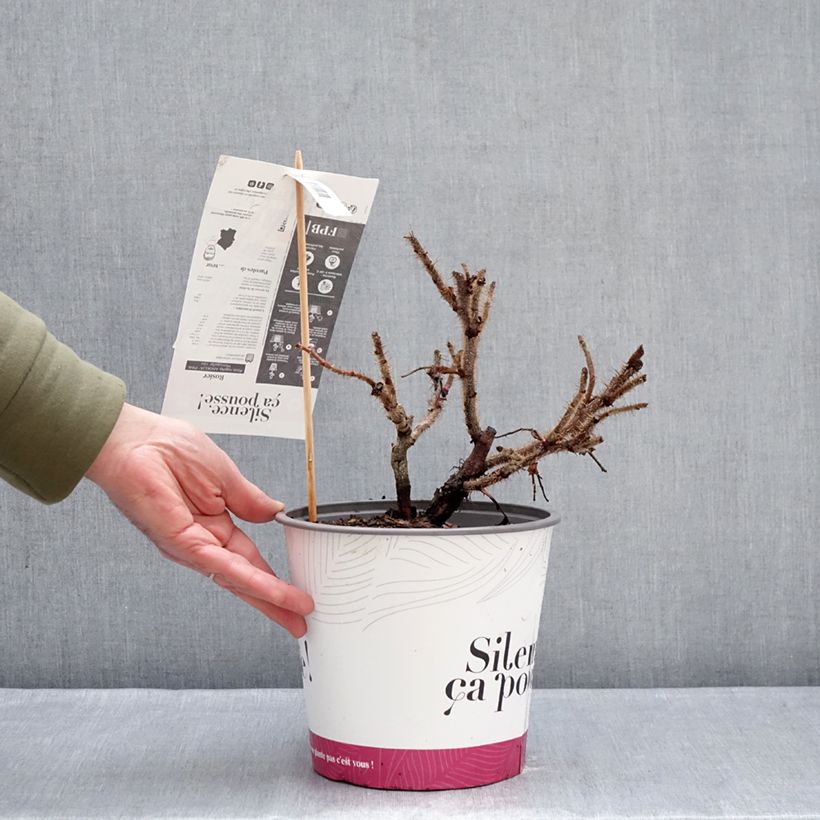 Exemplar von Rosa rugosa Angelia Pink - Apfelrose Topf mit 4L/5L wie im Winter geliefert