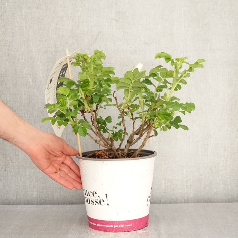 Exemplar von Rosa rugosa Angelia White - Apfelrose Topf mit 4L/5L wie im Frühjahr geliefert