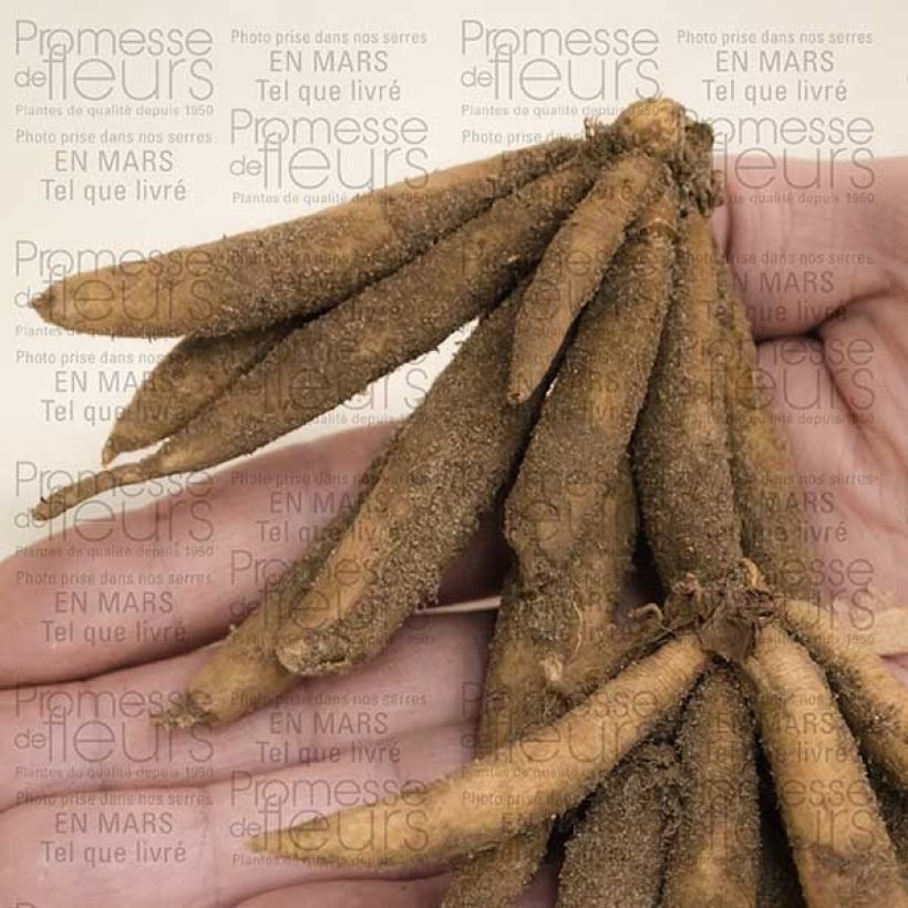 Beispiel eines Exemplars von Roscoea beesiana - Scheinorchidee Zwiebel Kaliber/Größe I wie geliefert