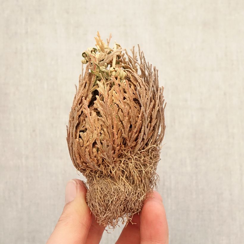 Exemplar von Selaginella lepidophylla - Auferstehungspflanze Wurzelnackt wie im Winter geliefert