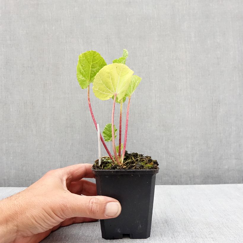 Exemplar von Alcea rosea Chater's Double Yellow - Gewöhnliche Stockrose Kleine Töpfe von 7/8 cm wie im Frühjahr geliefert