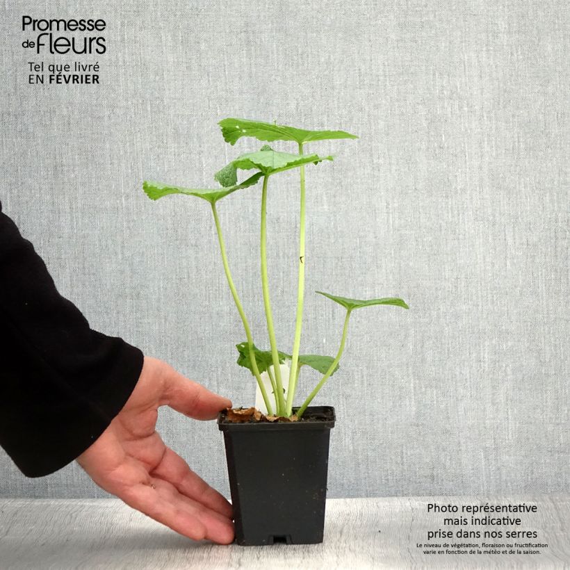 Exemplar von Alcea rosea Chater's Double Violet - Gewöhnliche Stockrose Kleine Töpfe von 8/9 cm wie im Winter geliefert