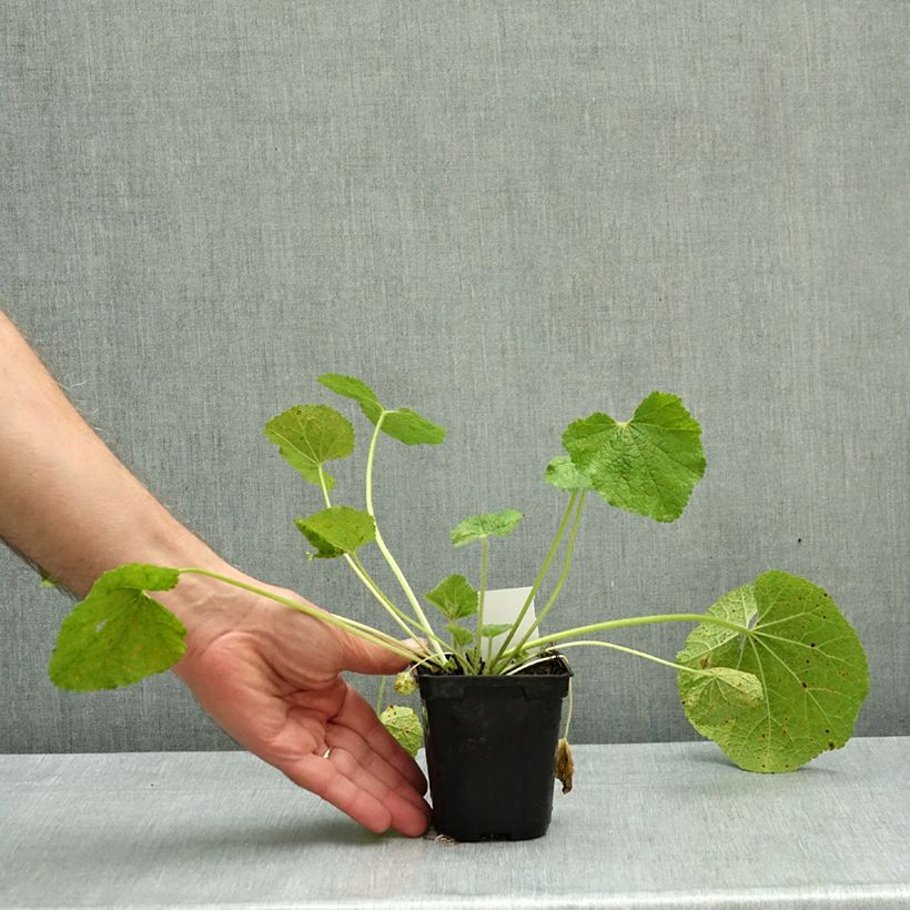 Exemplar von Alcea rosea Mars Magic - Gewöhnliche Stockrose Kleine Töpfe von 8/9 cm wie im Herbst geliefert