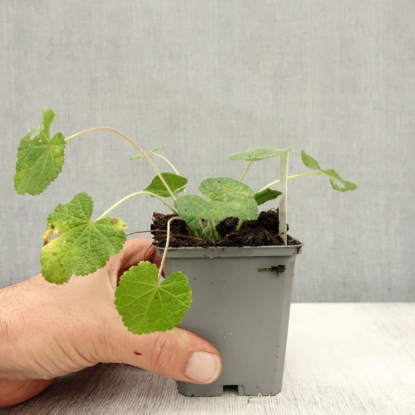 Exemplar von Alcea rugosa - Gewöhnliche Stockrose Kleine Töpfe von 8/9 cm wie im Herbst geliefert