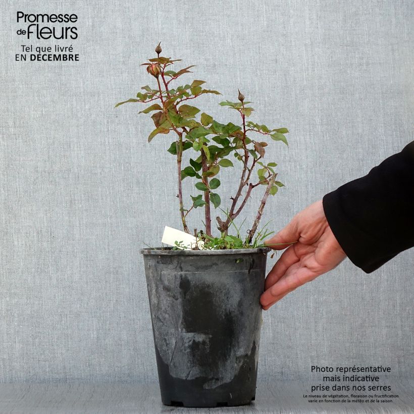Exemplar von Rosa Abbatiale de Pontigny Ora 922 - Beetrose Topf mit 4L/5L wie im Herbst geliefert