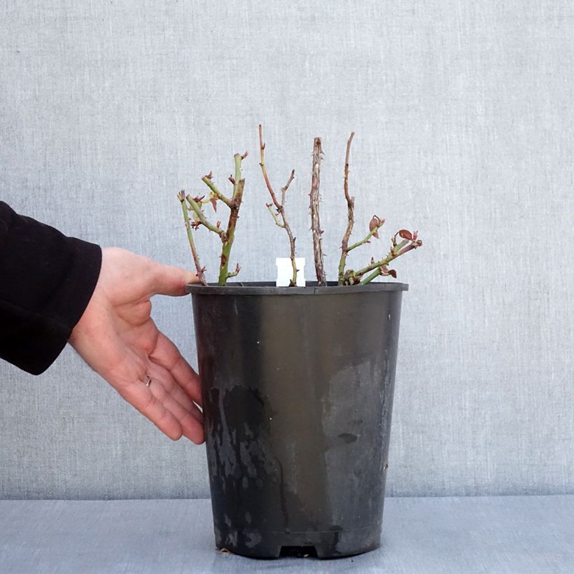 Exemplar von Rosa Anny Duperey - Beetrose Topf mit 4L/5L wie im Winter geliefert