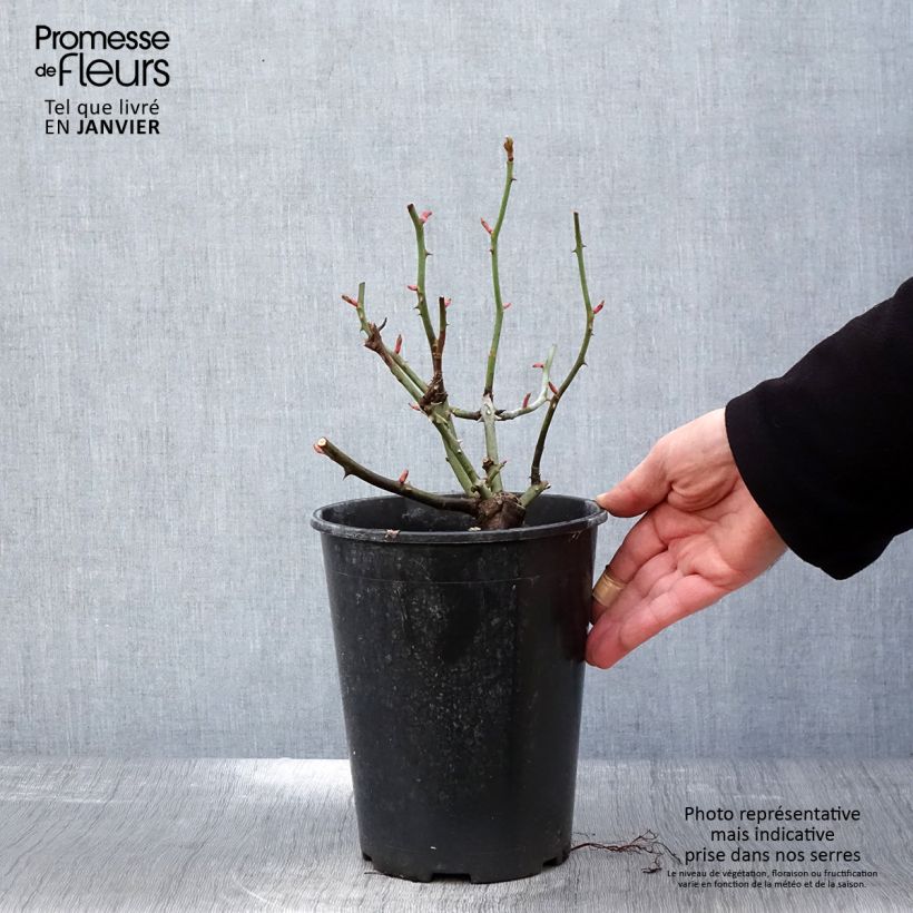 Exemplar von Rosa Astronomia Meillandécor - Beetrose Topf mit 4L/5L wie im Winter geliefert