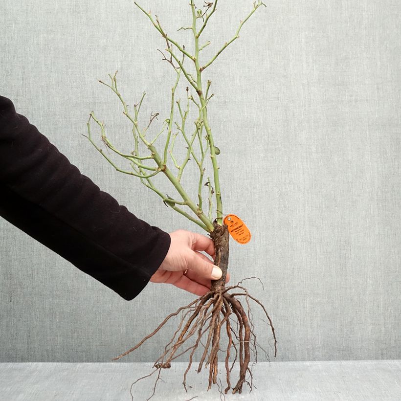 Exemplar von Rosa Astronomia Meillandécor - Beetrose Wurzelnackt wie im Winter geliefert