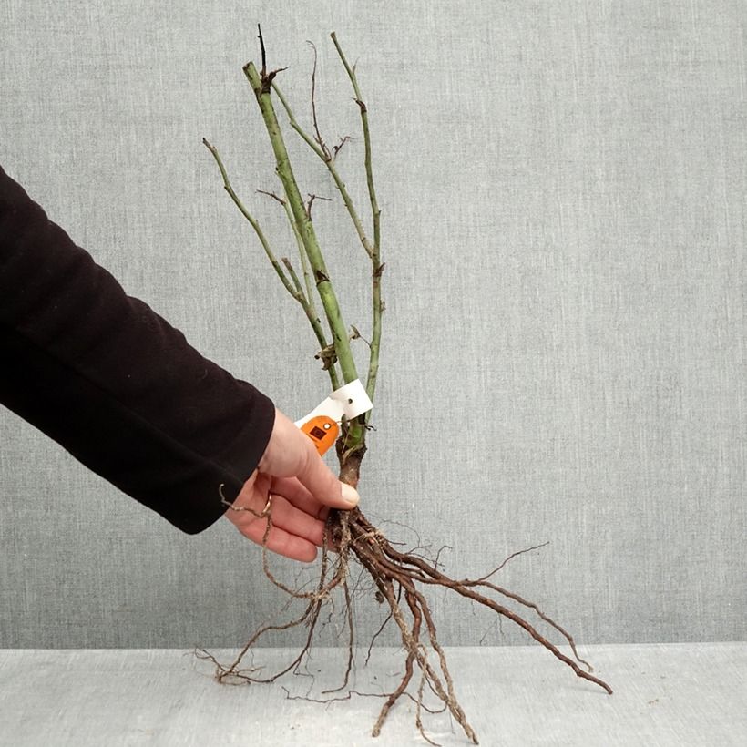 Exemplar von Rosa Carte d'Or - Beetrose Wurzelnackt wie im Winter geliefert