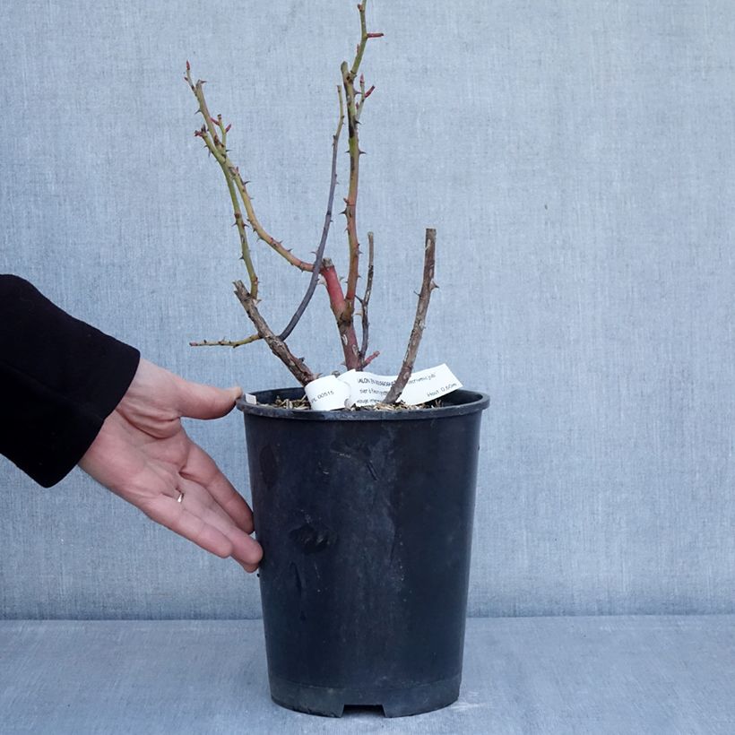 Exemplar von Rosa Chalon en Bourgogne - Beetrose Topf mit 4L/5L wie im Winter geliefert