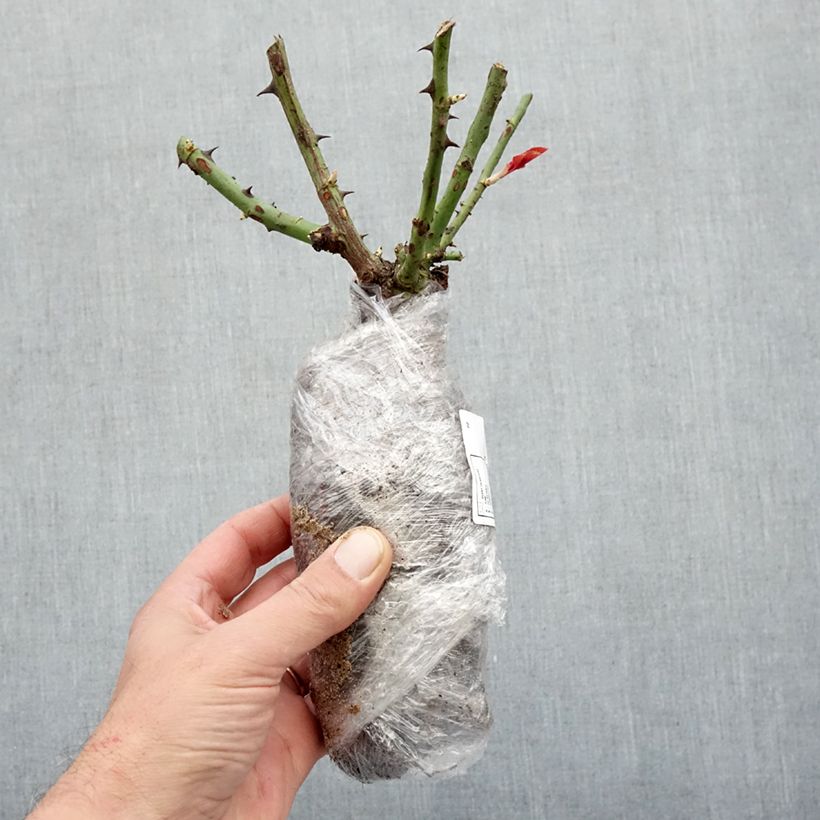 Exemplar von Rosa Chalon en Bourgogne - Beetrose Wurzelnackt wie im Winter geliefert