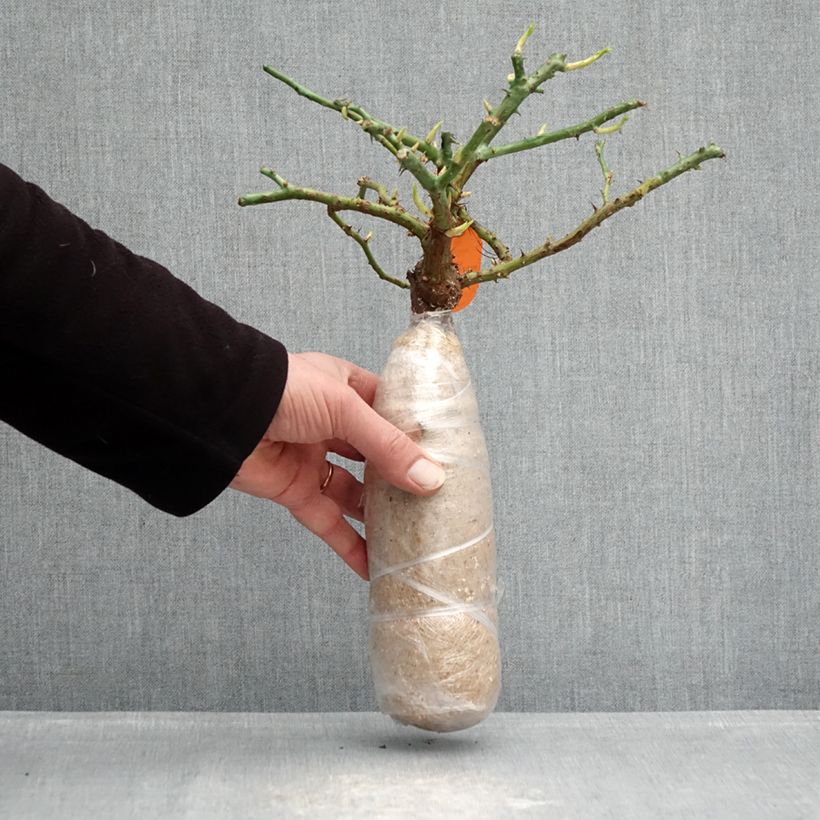 Exemplar von Rosa Charles Aznavour - Beetrose Wurzelnackt in Beutel wie im Winter geliefert