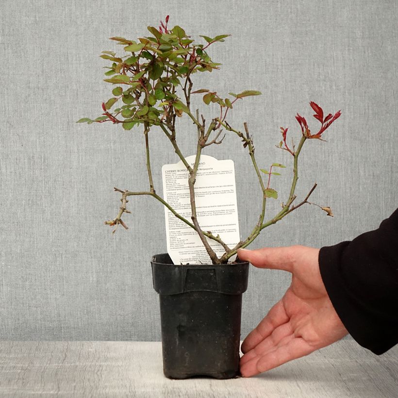 Exemplar von Rosa polyantha Cherry Bonica - Beetrose Topf 10 cm/11cm wie im Frühjahr geliefert