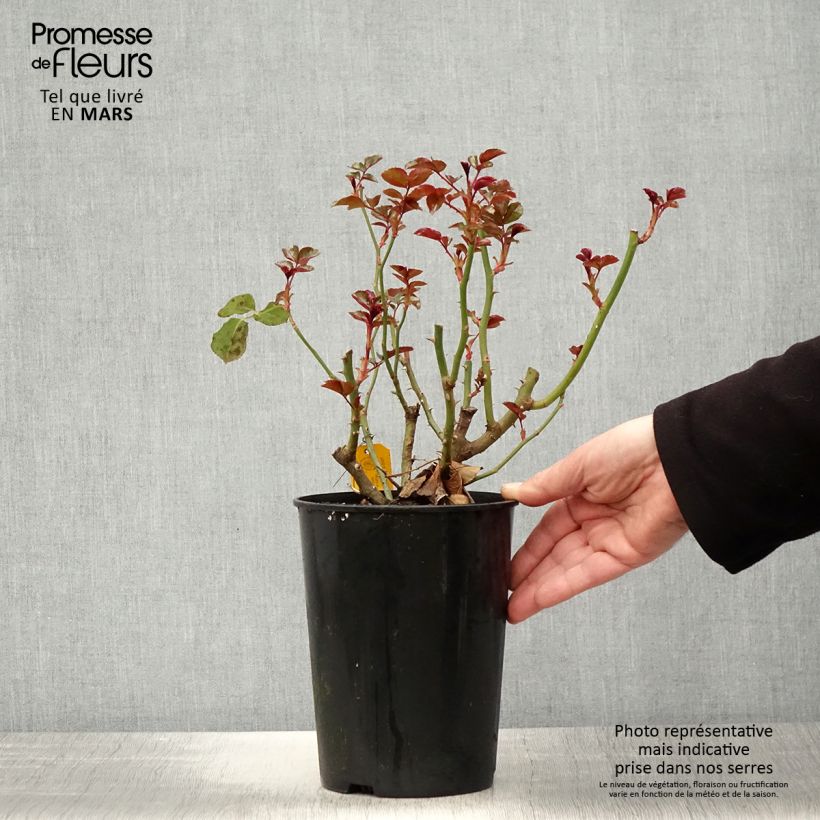 Exemplar von Rosa Fantasia Coral Lions-Rose - Beetrose Topf mit 3L/4L wie im Frühjahr geliefert