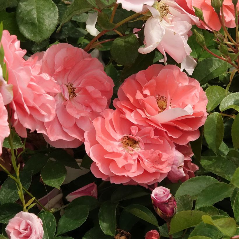 Rosa Favorite - Beetrose (Blüte)