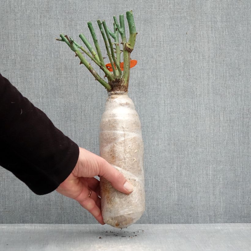 Exemplar von Rosa Flame Origami  - Beetrose Wurzelnackt in Beutel wie im Winter geliefert