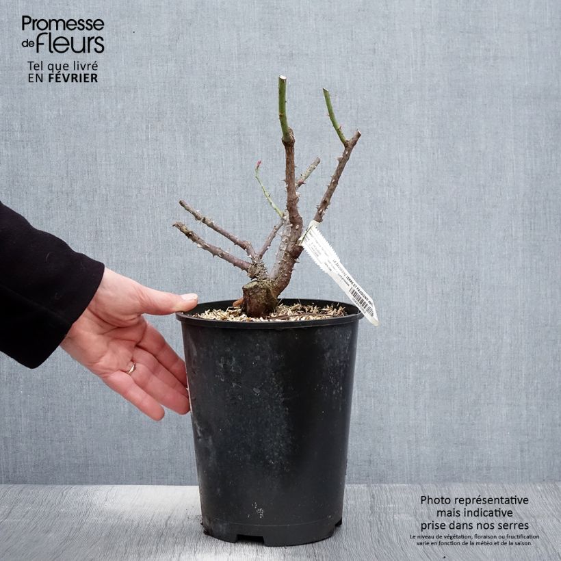 Exemplar von Rosa La Sauvagine Terre et Passion - Beetrose Topf mit 4L/5L wie im Winter geliefert