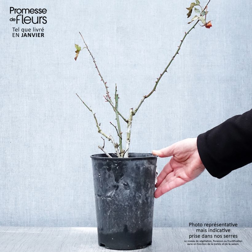 Exemplar von Rosa La Sevillana Meigekanu - Beetrose Topf mit 2L/3L wie im Winter geliefert