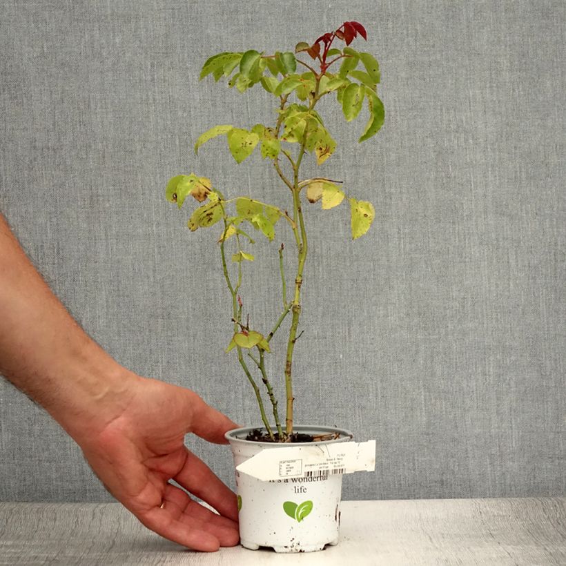 Exemplar von Rosa La Sevillana Meigekanu - Beetrose Topf 10 cm/11cm wie im Sommer geliefert