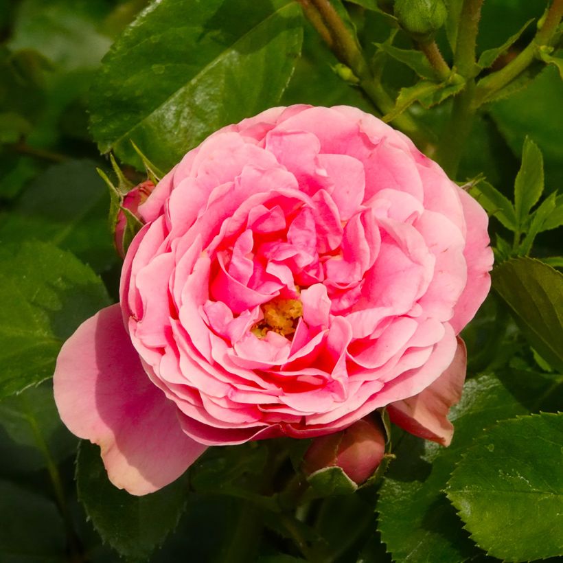 Rosa Manou Meilland - Beetrose (Blüte)