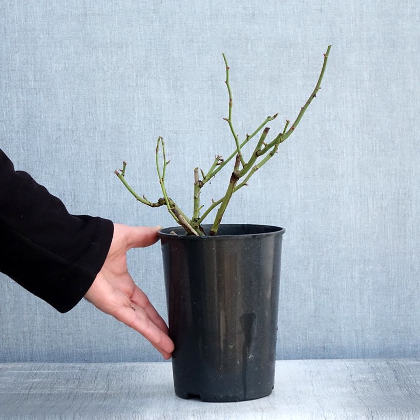 Exemplar von Rosa Margaret Merril - Edelrose Topf mit 2L/3L wie im Winter geliefert