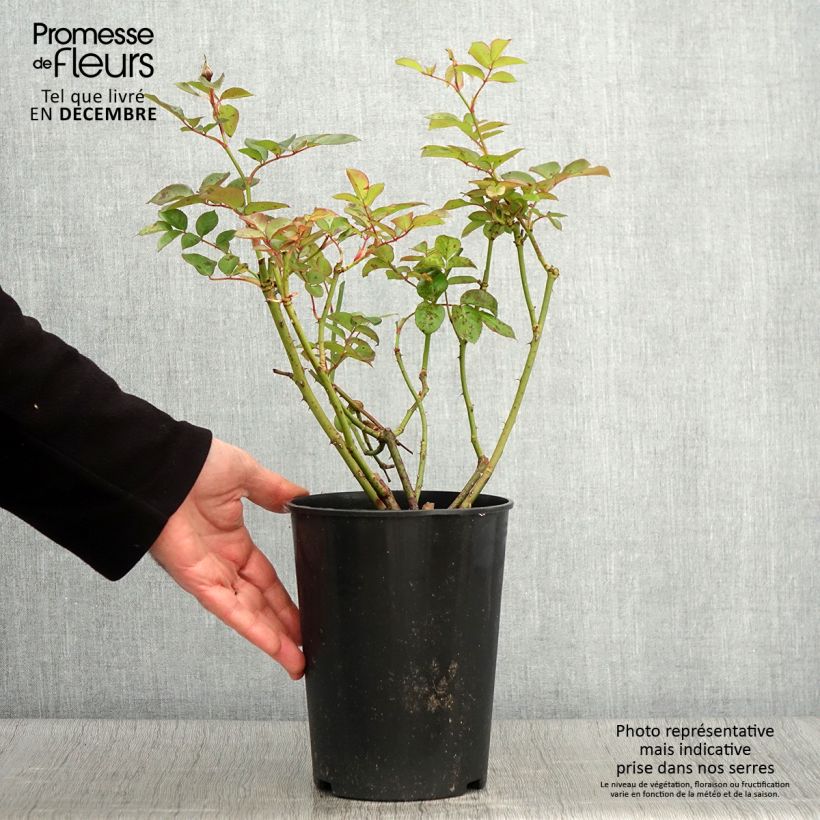 Exemplar von Rosa polyantha Maria Mathilda - Beetrose Topf mit 3L/4L wie im Herbst geliefert