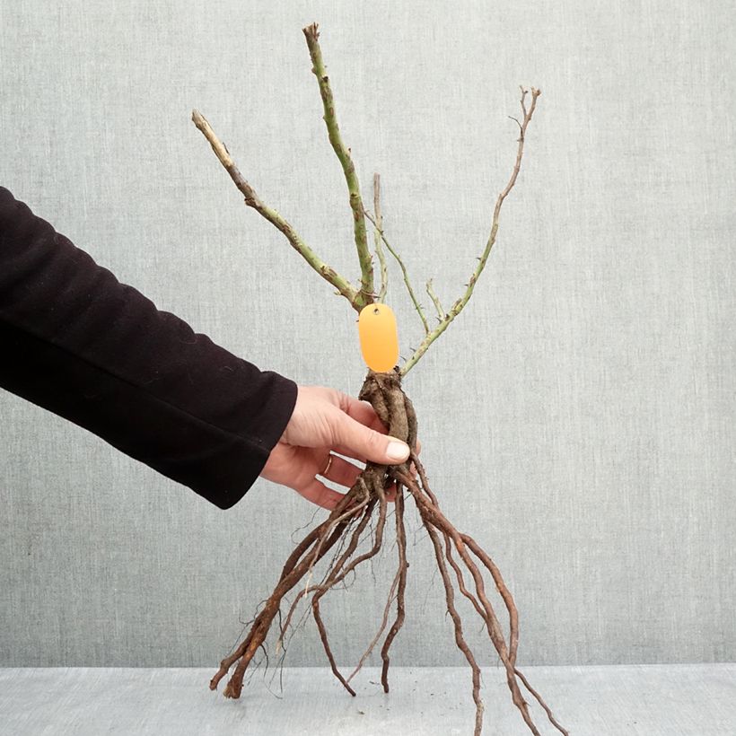 Exemplar von Rosa Marie Curie - Beetrose Wurzelnackt wie im Winter geliefert