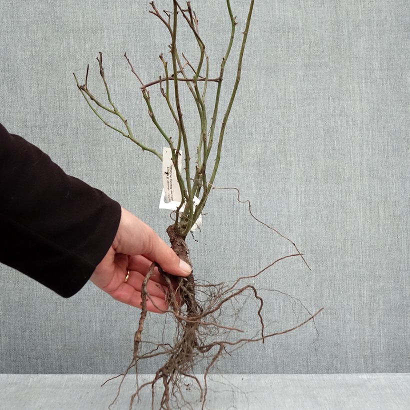 Exemplar von Rosa Marina Picasso - Beetrose Wurzelnackt wie im Winter geliefert