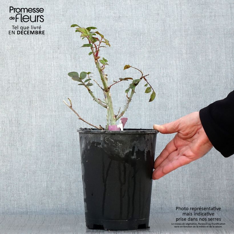 Exemplar von Rosa Mascaret - Beetrose Topf mit 4L/5L wie im Herbst geliefert