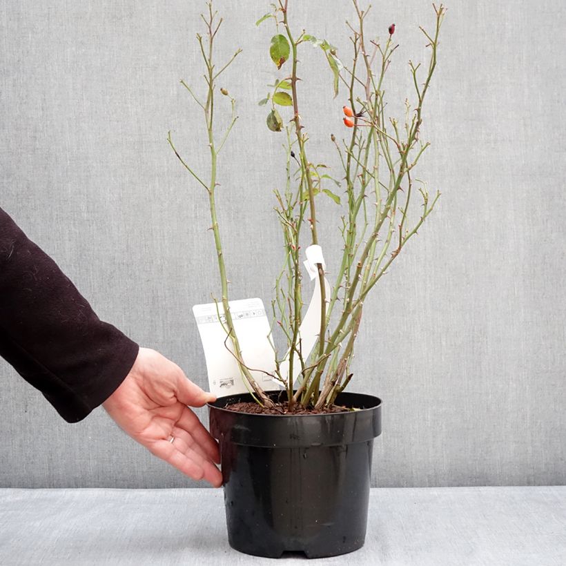 Exemplar von Rosa Mel Bee - Beetrose Topf mit 3L/4L wie im Winter geliefert