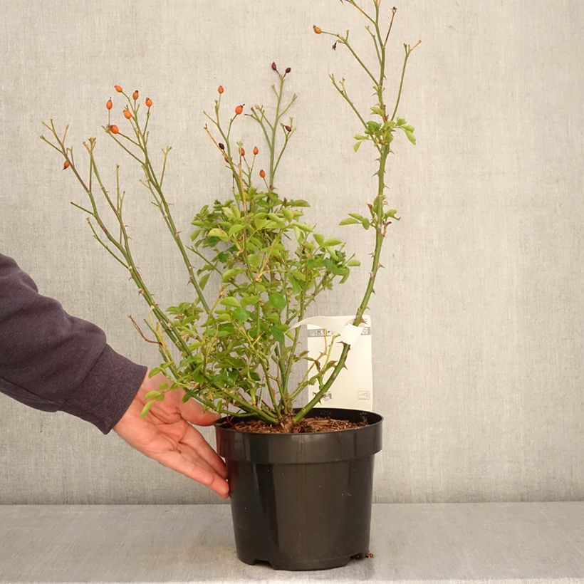 Exemplar von Rosa Mel Bee - Beetrose Topf mit 3L/4L wie im Frühjahr geliefert