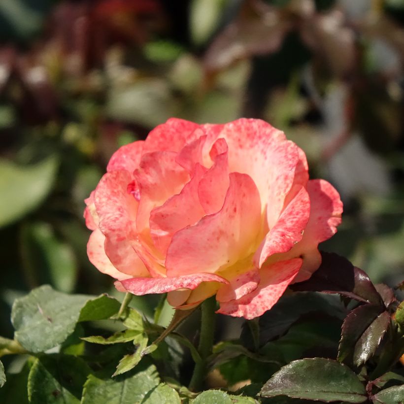 Rosa polyantha Message d'Espoir - Beetrose (Blüte)