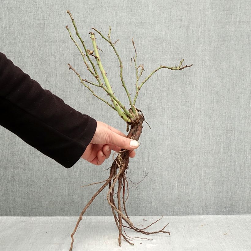 Exemplar von Rosa polyantha Message d'Espoir - Beetrose Wurzelnackt wie im Winter geliefert