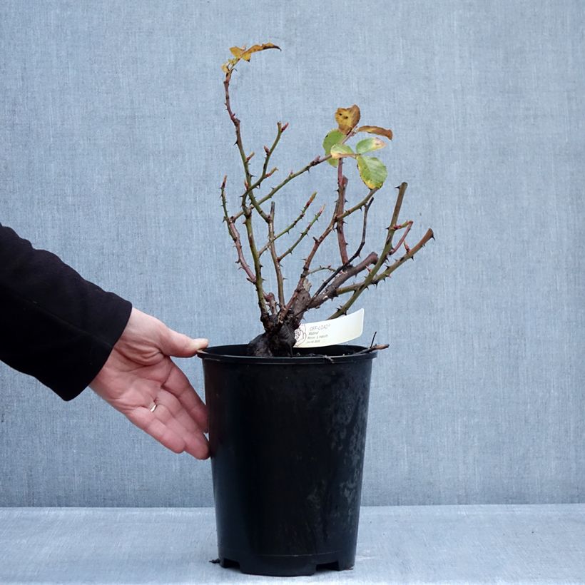 Exemplar von Rosa Off-Load - Beetrose Topf mit 4L/5L wie im Winter geliefert