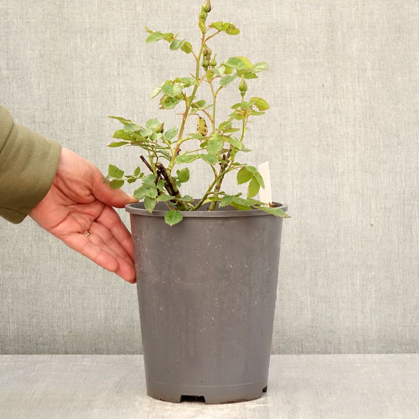 Exemplar von Rosa Pacific Dream - Strauchrose Topf mit 4L/5L wie im Frühjahr geliefert