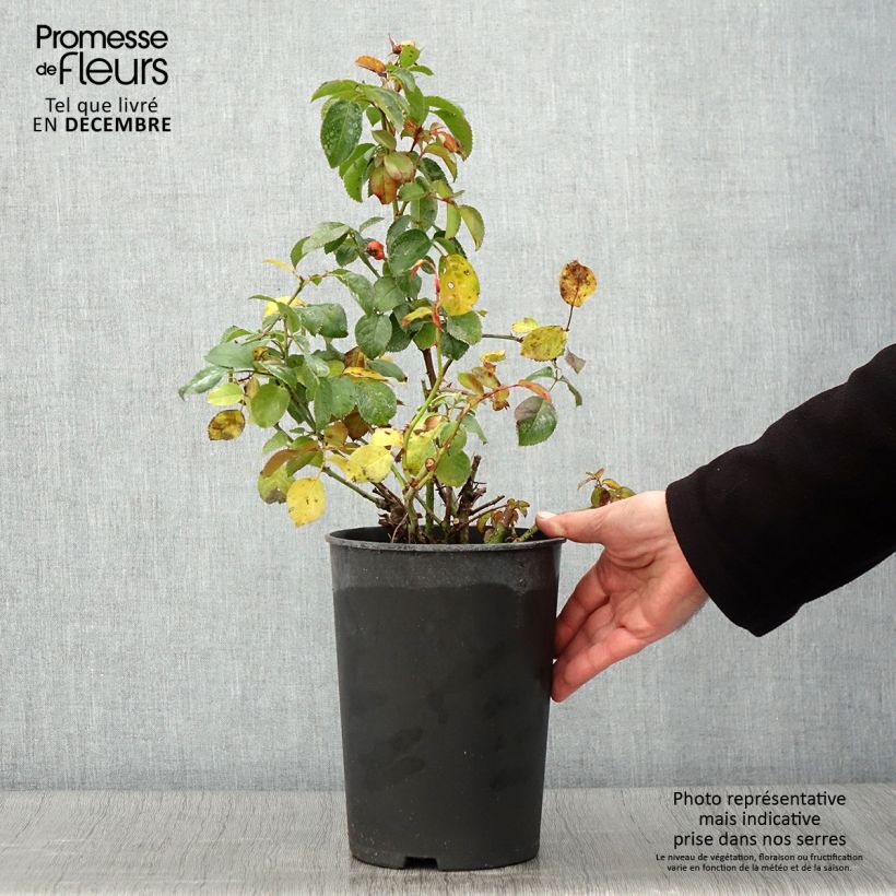 Exemplar von Rosa persica Peace and Love - Beetrose Topf mit 4L/5L wie im Herbst geliefert
