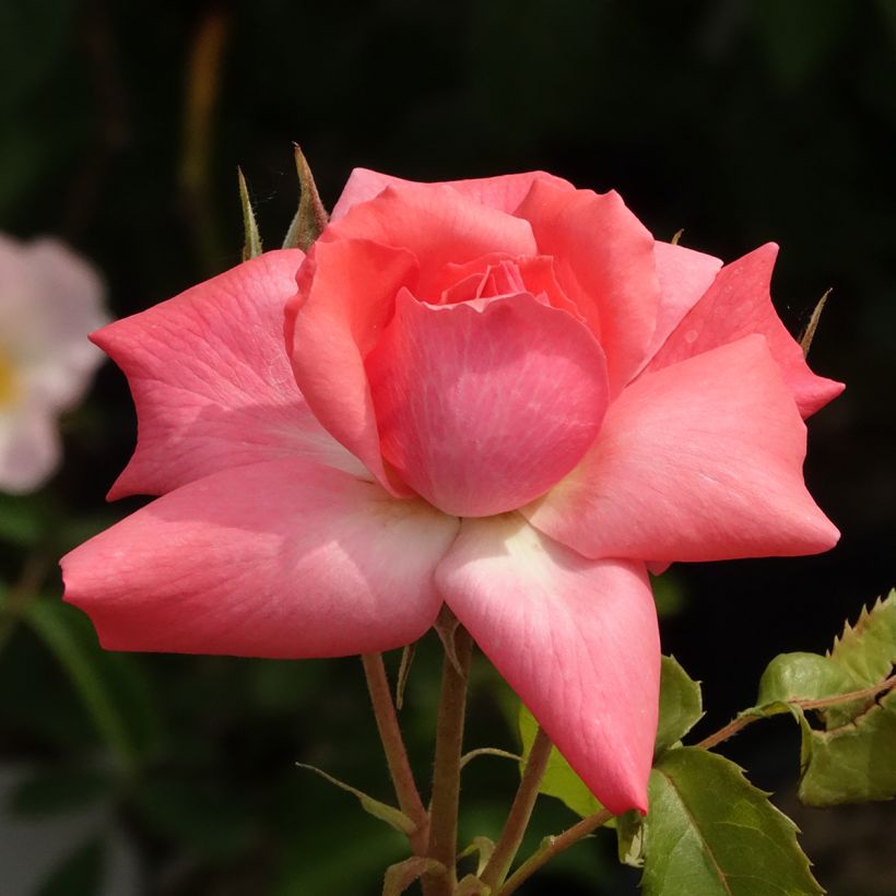 Rosa Pernille Poulsen - Beetrose (Blüte)