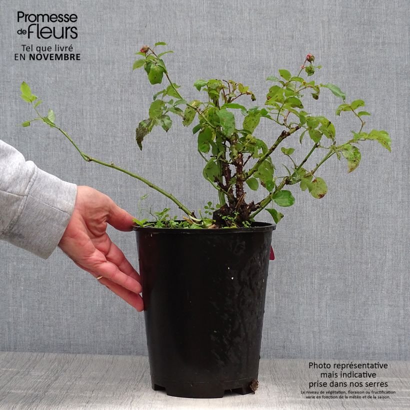 Exemplar von Rosa Pick'n Go Mattmag - Beetrose Topf mit 4L/5L wie im Herbst geliefert