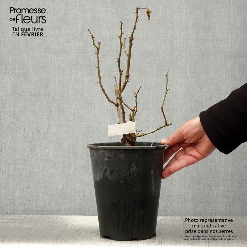 Exemplar von Rosa Quinte Flush - Beetrose Topf mit 4L/5L wie im Winter geliefert